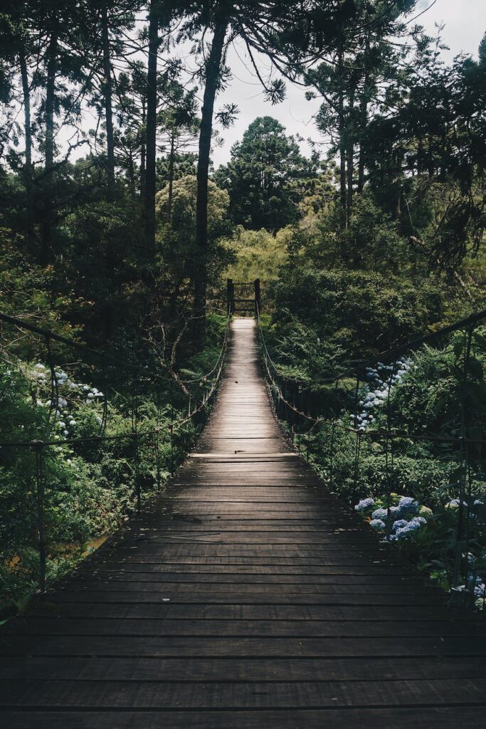 black hanging bridge surrounded by green forest trees